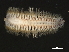  ( - 11BIOAK-1342)  @14 [ ] CreativeCommons - Attribution (2011) CBG Photography Group Centre for Biodiversity Genomics