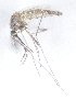  (Culex annulioris - 14702-CxannC09)  @13 [ ] Copyright (2012) Yvonne U Ajamma icipe