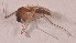  ( - 20974_CxneaD09)  @11 [ ] Copyright (2013) Yvonne U Ajamma icipe