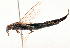  (Atractocerus brevicornis - 20979LymexC11)  @11 [ ] Copyright (2013) Joseph Gitau icipe