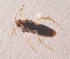  (Microvelia pygmaea - 20974_VeliiF11)  @12 [ ] Copyright (2013) Yvonne U Ajamma icipe