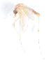  ( - 14702-MauniG04)  @12 [ ] Copyright (2012) Yvonne U Ajamma icipe