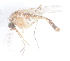  ( - 14702-MaafrG10)  @12 [ ] Copyright (2012) Yvonne U Ajamma icipe