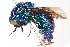  (Stilbum cyanurum - 19614ChryA5)  @15 [ ] Copyright (2013) RS Copeland Unspecified