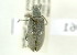  (Polyclaeis sp - NMK-ENTO 1961)  @11 [ ] Unspecified (default): All Rights Reserved  Unspecified Unspecified