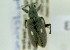  ( - NMK-ENTO 1963)  @11 [ ] Unspecified (default): All Rights Reserved  Unspecified Unspecified