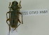  (Plocaederus spinicornis - NMK-ENTO 2210)  @11 [ ] Unspecified (default): All Rights Reserved  Unspecified Unspecified