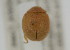  (Ortalia ochracea - NMK-ENTO 2319)  @11 [ ] Unspecified (default): All Rights Reserved  Unspecified Unspecified