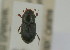  (Pharaphodius sp - NMK-ENTO 2599)  @11 [ ] Unspecified (default): All Rights Reserved  Unspecified Unspecified