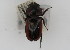  (Prosopocoilus natalensis - NMK-ENTO 2868)  @13 [ ] Unspecified (default): All Rights Reserved  Unspecified Unspecified