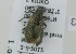  (Lagria sp - NMK-ENTO 2903)  @12 [ ] Unspecified (default): All Rights Reserved  Unspecified Unspecified