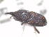  ( - 13322-SizeD03)  @11 [ ] Copyright (2012) Fabian Haas icipe