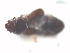  (Cillaeus sp - 13322-CispH01)  @11 [ ] Copyright (2012) Fabian Haas icipe
