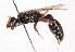  (Acanthiophilus sp - 19647TephD10)  @11 [ ] Copyright (2013) RS Copeland Unspecified