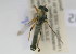  (Ommatius sp - NMK-ENTO 2045)  @11 [ ] Unspecified (default): All Rights Reserved  Unspecified Unspecified
