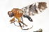  (Celidodacus coloniarum - 08759-TephC6)  @12 [ ] Copyright (2011) RS Copeland Unspecified