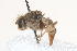  (Elaphromyia pallida - 08758-TephG12)  @11 [ ] Copyright (2011) RS Copeland Unspecified