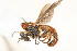  ( - 14482-OxynotonF5)  @11 [ ] Copyright (2011) RS Copeland Unspecified