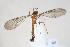  ( - 14482-LampromyiaF7)  @11 [ ] Copyright (2011) RS Copeland Unspecified
