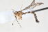  ( - 14482-LampromyiaF8)  @11 [ ] Copyright (2011) RS Copeland Unspecified