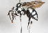  (Thyreus sp. a - 14478-ApoideaG5)  @11 [ ] Copyright (2011) RS Copeland Unspecified