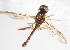  (Goetghebueromyia - 14478-StratiomyiidA8)  @13 [ ] Copyright (2011) RS Copeland Unspecified