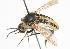  ( - 14478-BombyliidF7)  @11 [ ] Copyright (2011) RS Copeland Unspecified