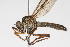 (Ommatius venator - 14387-AsilidC3)  @11 [ ] Copyright (2011) RS Copeland Unspecified
