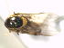  (Melanostoma annulipes - 13322-MeanC01)  @11 [ ] Copyright (2012) Fabian Haas icipe