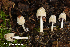  (Coprinellus domesticus - MQ22-KEG004-HRL3425)  @11 [ ] Copyright (c) (2021) Renee Lebeuf Mycoquebec