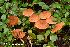  (Cortinarius acutus - MQ22-KEG028-HRL3449)  @11 [ ] Copyright (c) (2021) Renee Lebeuf Mycoquebec