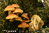  (Gymnopilus voitkii - MQ22-KEG043-HRL3464)  @11 [ ] Copyright (c) (2021) Renee Lebeuf Mycoquebec