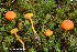  (Hygrocybe cf. squamulosa - MQ22-KEG077-HRL3498)  @11 [ ] Copyright (c) (2021) Renee Lebeuf Mycoquebec