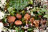  (Rhodocybe nitellina s.l - MQ22-KEG087-HRL3508)  @11 [ ] Copyright (c) (2021) Renee Lebeuf Mycoquebec