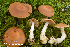  (Cortinarius armeniacus - MQ22-KEG094-HRL3515)  @11 [ ] Copyright (c) (2021) Renee Lebeuf Mycoquebec