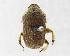  (Cheironitis scabrosus - CCDB-34934-H04)  @11 [ ] Unspecified (default): All Rights Reserved  Unspecified Unspecified