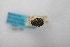  (Trox sordidus - USNM ENT 02001569)  @11 [ ] Unspecified (default): All Rights Reserved  Unspecified Unspecified