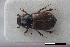  (Coptochirus alternatus - USNM ENT 02004599)  @11 [ ] Unspecified (default): All Rights Reserved  Unspecified Unspecified