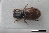  (Coptochirus reticulatus - USNM ENT 02004606)  @11 [ ] Unspecified (default): All Rights Reserved  Unspecified Unspecified