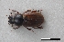  (Coptochirus vulgatus - USNM ENT 02004607)  @11 [ ] Unspecified (default): All Rights Reserved  Unspecified Unspecified