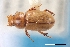  (Flaviellus aggregatus - USNM ENT 02004689)  @11 [ ] Unspecified (default): All Rights Reserved  Unspecified Unspecified