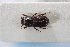  (Pseudoxyomus - USNM ENT 02004938)  @11 [ ] Unspecified (default): All Rights Reserved  Unspecified Unspecified