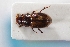  (Pseudogonaphodiellus - USNM ENT 02004945)  @11 [ ] Unspecified (default): All Rights Reserved  Unspecified Unspecified