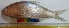  ( - ATK11)  @11 [ ] Copyright (2014) PHCDBS Paul Hebert Centre For DNA Barcoding And Biodiversity Studies