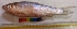  ( - ATK20)  @11 [ ] Copyright (2014) PHCDBS Paul Hebert Centre For DNA Barcoding And Biodiversity Studies