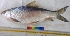  ( - NDK26)  @12 [ ] Copyright (2014) PHCDBS Paul Hebert Centre For DNA Barcoding And Biodiversity Studies