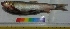  ( - TUK7)  @12 [ ] Copyright (2014) PHCDBS Paul Hebert Centre For DNA Barcoding And Biodiversity Studies