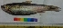  ( - TUK8)  @11 [ ] Copyright (2014) PHCDBS Paul Hebert Centre For DNA Barcoding And Biodiversity Studies
