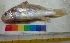 ( - NGK37)  @11 [ ] Copyright (2014) PHCDBS Paul Hebert Centre For DNA Barcoding And Biodiversity Studies