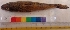  ( - VIJ7)  @13 [ ] Copyright (2014) PHCDBS Paul Hebert Centre For DNA Barcoding And Biodiversity Studies